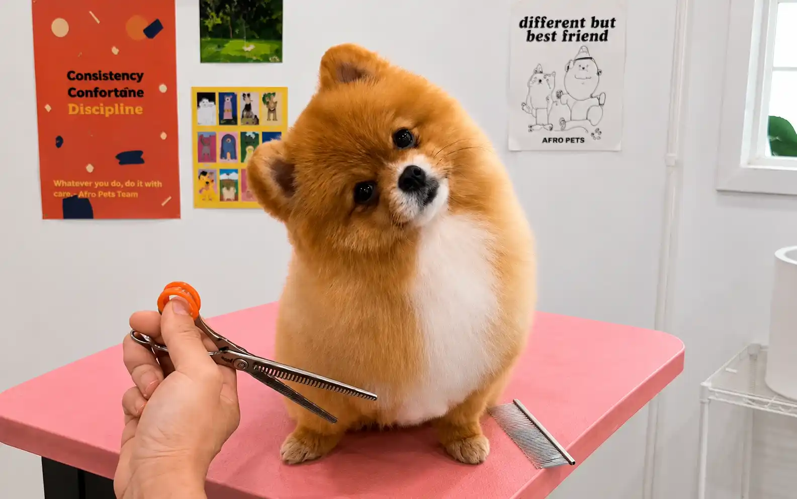 Pet Grooming